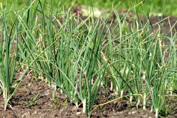 The Advent of Technology in Indian Garlic Farming